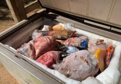 800 KG DE CARNE IMPRÓPRIA, PORCOS EM MAUS-TRATOS E ARMA: OPERAÇÃO FECHA AÇOUGUE CLANDESTINO EM JACAREÍ