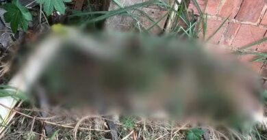 MISTÉRIO EM TERRENO BALDIO: OSSADA HUMANA É ENCONTRADA DURANTE CAPINAGEM EM BARRA MANSA