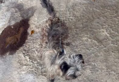 CÂMERAS, CÃO MORTO E ANIMAIS RESGATADOS: MOTORISTA É IDENTIFICADO APÓS ATROPELAMENTO EM VOLTA REDONDA