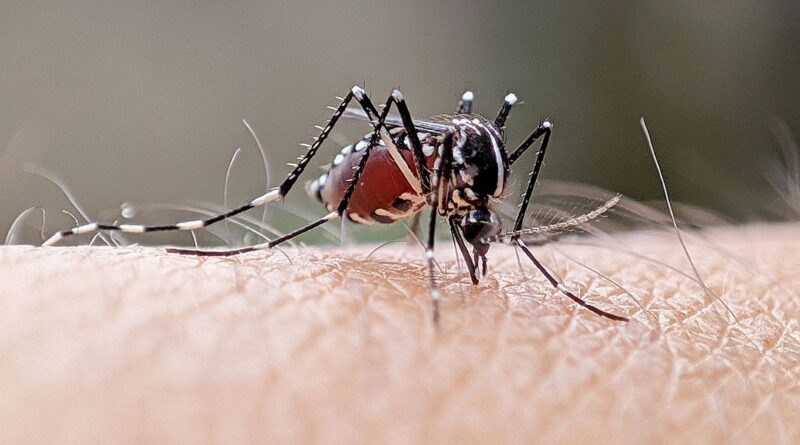 DENGUE FAZ 11ª VÍTIMA EM TAUBATÉ: IDOSA DE 83 ANOS MORRE E CIDADE CHEGA A 3.870 CASOS