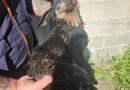 CHORO NO CÓRREGO SALVA CÃO IDOSO E CEGO APÓS MAIS DE 24 HORAS PRESO EM PINDAMONHANGABA