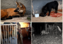 DO MATO ÀS RUAS: LOBO GUARÁ, JAVALI, ONÇA PARDA E OUTROS ANIMAIS SURPREENDEM MORADORES NAS CIDADES DO VALE