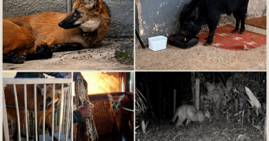 DO MATO ÀS RUAS: LOBO GUARÁ, JAVALI, ONÇA PARDA E OUTROS ANIMAIS SURPREENDEM MORADORES NAS CIDADES DO VALE