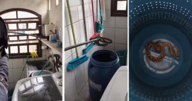 VISITA PERIGOSA: JARARACA ENTRA EM LAVANDERIA DE CASA E MOBILIZA BOMBEIROS EM CARAGUATATUBA