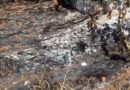 SAIU PARA ENTREVISTA E SUMIU: OSSADA CARBONIZADA É ACHADA NO MESMO LOCAL DO CARRO DA DESAPARECIDA