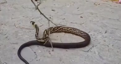 SURPRESA NA PRAIA: CANINANA DE GRANDE PORTE CHAMA ATENÇÃO E É DEVOLVIDA À MATA EM UBATUBA