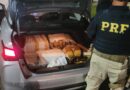 CERCO NA DUTRA: PRF INTERCEPTA 149 KG DE MACONHA EM LAVRINHAS E PRENDE CASAL NA ROTA ENTRE MINAS E VOLTA REDONDA