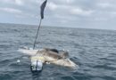 APETRECHO DE PESCA PRESO AO CORPO: PSEUDORCA RARA É ENCONTRADA MORTA NO LITORAL NORTE