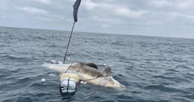 APETRECHO DE PESCA PRESO AO CORPO: PSEUDORCA RARA É ENCONTRADA MORTA NO LITORAL NORTE