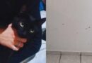 Cinco gatos mortos: pais descobrem publicações do filho de 15 anos e chamam a polícia