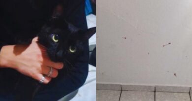 Cinco gatos mortos: pais descobrem publicações do filho de 15 anos e chamam a polícia