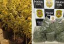 253 PÉS, ESTUFAS CONTROLADAS E CASA DE LUXO: POLÍCIA DESCOBRE “JARDIM OCULTO” DE MACONHA EM ILHABELA