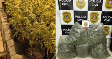 253 PÉS, ESTUFAS CONTROLADAS E CASA DE LUXO: POLÍCIA DESCOBRE “JARDIM OCULTO” DE MACONHA EM ILHABELA