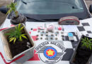 DENÚNCIA DE VIOLÊNCIA DOMÉSTICA LEVA PM A ENCONTRAR PÉS DE MACONHA E MATERIAL DO TRÁFICO EM GUARATINGUETÁ