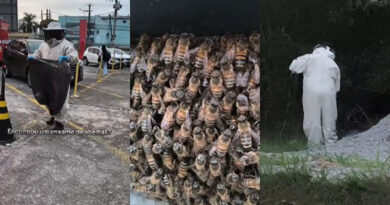 Parada inesperada: enxame de abelhas escolhe carro como abrigo em Taubaté
