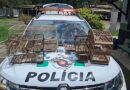 CANÁRIOS, PINTASSILGO E COLEIRINHO: POLÍCIA AMBIENTAL APREENDE SEIS AVES E APLICA MULTA DE R$ 3 MIL EM LAVRINHAS