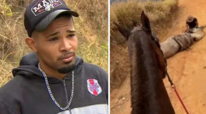 ANA CASTELA É CONDENADA APÓS CHAMAR HOMEM DE “CRIMINOSO” NO CASO DO CAVALO MUTILADO EM BANANAL