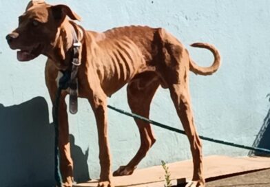 COSTELAS À MOSTRA, CEGO DE UM OLHO E DESIDRATADO: CACHORRO É RESGATADO E MULHER ACABA PRESA EM PINDAMONHANGABA