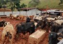 FAZENDA NO VALE DO PARAÍBA TEM 117 ANIMAIS RESGATADOS, QUATRO MORTOS E SUSPEITA DE TRABALHO ESCRAVO; MULTA CHEGA A R$ 726 MIL