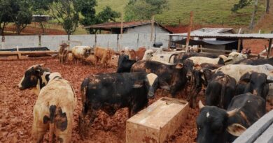 FAZENDA NO VALE DO PARAÍBA TEM 117 ANIMAIS RESGATADOS, QUATRO MORTOS E SUSPEITA DE TRABALHO ESCRAVO; MULTA CHEGA A R$ 726 MIL