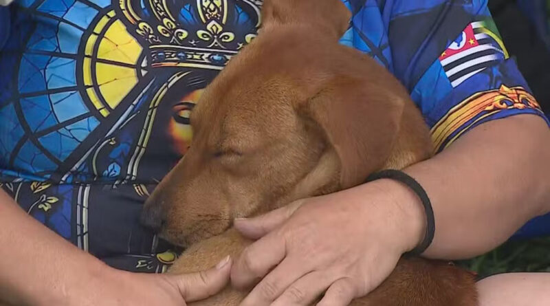 O ROMEIRO DE QUATRO PATAS: CACHORRO CARAMELO SEGUE PEREGRINOS NA DUTRA E GANHA UMA NOVA FAMÍLIA